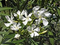 Nerium oleander, oleander [IBR124586566]