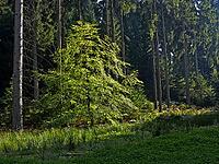 Tree in light, Oesede [IBR124586577]