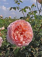 Rosa 'Abraham Darby, 'shrub rose, English rose, apricot yellow-pink, orange-pink, Austin 1985 [IBR124586581]