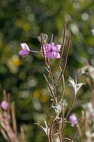 Epilobium dodonaei, rosemary fireweed [IBR124586582]