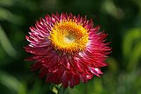 Helichrysum bractaetum, straw flower [IBR124586584]