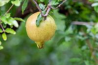 The mature pomegranate fruits are covered with water droplets after the rain. Pomegranate (Punica granatum L.), a sweet and juicy fruit, is rich in various fruit sugars, high-quality proteins, and easily absorbable fats. Huaibei City, Anhui Province, Chin [IBR124586586]