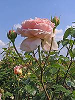 Rosa 'Abraham Darby, 'shrub rose, English rose, apricot yellow-pink, orange-pink, Austin 1985 [IBR124586587]