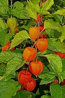 Lantern flower with several orange flowers one above the other in front of green leaves, Buchhofen, Bavaria, Germany [IBR124586599]