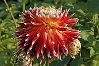 Dahlia, dahlia [IBR124586602]