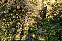 Peaceful forest trail winding through lush green woodland beside a small stream at Parque do Barronco dos Pisões, illuminated by warm sunlight on a tranquil spring day [IBR124586603]