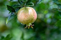 The mature pomegranate fruits are covered with water droplets after the rain. Pomegranate (Punica granatum L.), a sweet and juicy fruit, is rich in various fruit sugars, high-quality proteins, and easily absorbable fats. Huaibei City, Anhui Province, Chin [IBR124586607]