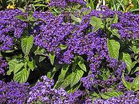 Heliotropium arborescens 'Mini Marine', solstice [IBR124586608]