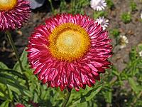 Helichrysum hybrid, straw flower [IBR124586610]
