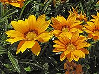 Gazania hybrid 'Kiss Golden Yellow', midday gold, gazanie [IBR124586611]