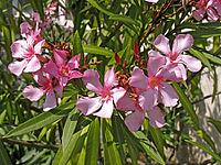 Nerium oleander, oleander [IBR124586612]