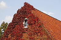House with vines, Georgsmarienhütte-Oesede [IBR124586616]