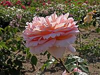 Rosa 'Abraham Darby, 'shrub rose, English rose, apricot yellow-pink, orange-pink, Austin 1985 [IBR124586620]