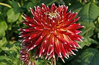 Dahlia, dahlia [IBR124586624]