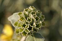 Phlomis tuberosa, bulbous fireweed [IBR124586631]