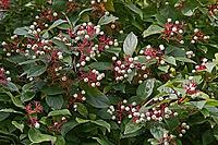 Cornus racemosa, dogwood [IBR124586632]
