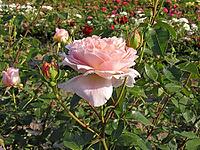 Rosa 'Abraham Darby, 'shrub rose, English rose, apricot yellow-pink, orange-pink, Austin 1985 [IBR124586635]