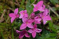 Rosemary mustache some opened purple flowers with green leaves, Sandharlandener Heide, Bavaria, Germany [IBR124586637]