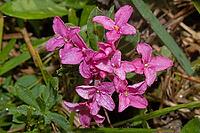 Rosemary mustache some opened purple flowers with green leaves, Sandharlandener Heide, Bavaria, Germany [IBR124586639]