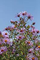 Aster novae-angliae, Symphyotrichum navae-angliae, Modern English aster [IBR124586641]