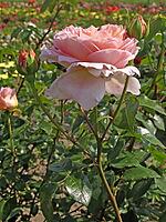 Rosa 'Abraham Darby, 'shrub rose, English rose, apricot yellow-pink, orange-pink, Austin 1985 [IBR124586642]