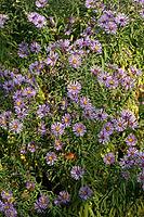 Aster novae-angliae, Symphyotrichum navae-angliae, Modern English aster [IBR124586644]
