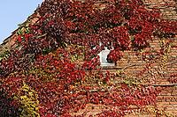 House with vines, Georgsmarienhütte-Oesede [IBR124586646]
