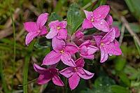 Rosemary mustache some opened purple flowers with green leaves, Sandharlandener Heide, Bavaria, Germany [IBR124586648]