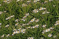 Aster divaricatus, Eurybia divarcata, Spreading aster [IBR124586649]
