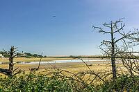 Scenic view of a tranquil coastal lagoon in Quinta do Lago, Algarve, Portugal, featuring shallow waters, natural vegetation, and wading birds under a clear blue sky [IBR124586650]