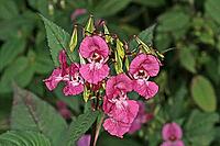 Impatiens glandulifera, Indian Springwort, Glandular Springk [IBR124586651]