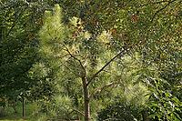 Pinus taeda, frankincense pine, American turpentine pine, turpentine pine, pine in light [IBR124586653]