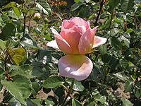 Rosa 'Abraham Darby, 'shrub rose, English rose, apricot yellow-pink, orange-pink, Austin 1985 [IBR124586654]