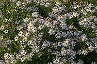 Aster divaricatus, Eurybia divarcata, Spreading aster [IBR124586656]