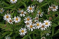 Aster divaricatus, Eurybia divarcata, Spreading aster [IBR124586657]