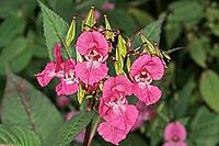 Impatiens glandulifera, Indian Springwort, Glandular Springk [IBR124586658]
