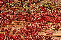 House with vines, Georgsmarienhütte-Oesede [IBR124586662]