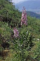 Dictamnus albus, diptam [IBR124602569]