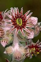Sempervivum tectorum, badger houseleek [IBR124602570]