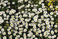 Chrysanthemum saludosum, dwarf bush daisy [IBR124602571]