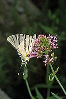 Iphiclides podalirius, sailing butterfly [IBR124602572]