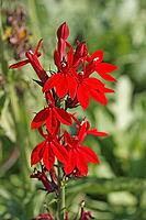 Lobelia, Männertreu [IBR124602573]