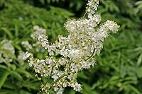 Filipendula vulgaris, Little Madesüß [IBR124602576]