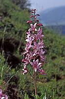 Dictamnus albus, diptam [IBR124602578]