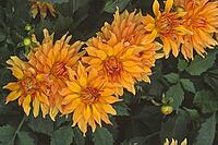 Dahlia 'Autumn Fairy', Cactus dahlia [IBR124602579]