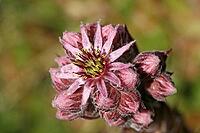 Sempervivum tectorum, badger houseleek [IBR124602580]
