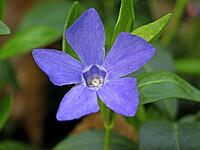 Vinca minor, small evergreen [IBR124602581]