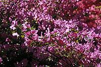 Rhododendron hybrid, Japanese azalea [IBR124602582]