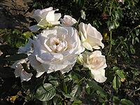 Pink 'Swan Lake, 'Climbing Rose, McGredy 1968, Syn. pink 'swan lake, 'soft white [IBR124602583]