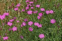 Dianthus seguieri, Seguiers Nelke [IBR124602585]